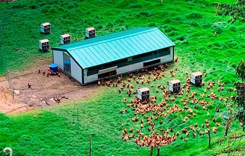 Free-range laying hens